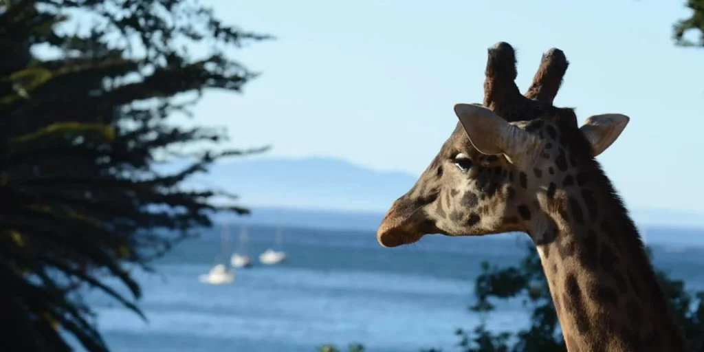 Giraffe at the Santa Barbara Zoo